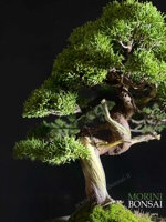 juniperus-itoigawa-gi226