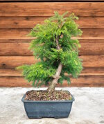 criptomeria-japonica-cedro-del-giappone-cj100