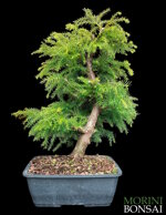 criptomeria-japonica-cedro-del-giappone-cj100