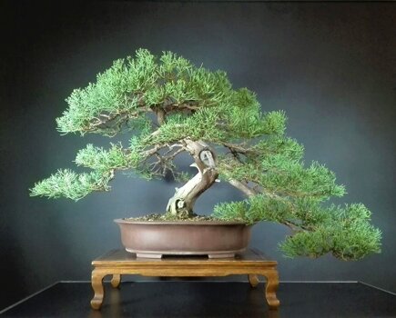 tropica bonsai Tropical Boxwood Bonsai