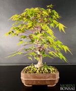 acer-palmatum-yamamomiji-ap51