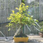 acer-buergerianum-acero-tridente-ab101