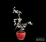 prunuc-incisa-kojo-no-mai-pr104