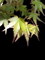 acer-palmatum-yamamomiji-ap51