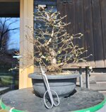 ostrya-carpinifolia-caprino-nero-oc105