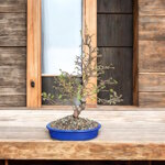 ostrya-carpinifolia-carpino-nero-oc103