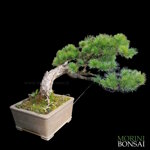 pinus-pentaphylla-pino-bianco-giapponese-pp50