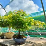 acer-palmatum-varieta-kiyohime-ap104