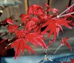 acer-palmatum-varieta-deshojo-ap108