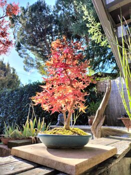 Home Page - morinibonsai-trial
