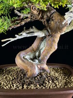 juniperus-itoigawa-gi225