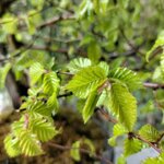 carpinus-orientalis-cor004