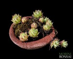 sempervivum-montanum-005