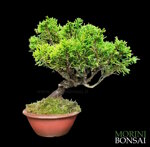 juniperus-itoigawa-gi145