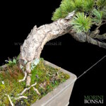 pinus-pentaphylla-pino-bianco-giapponese-pp50