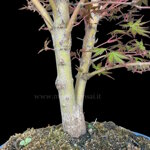 acer-palmatum-varieta-sango-kaku-ap105