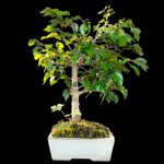 acer-buergerianum-acero-tridente-ab102