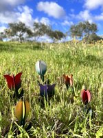 tulipani-in-legno-colorato-13-cm