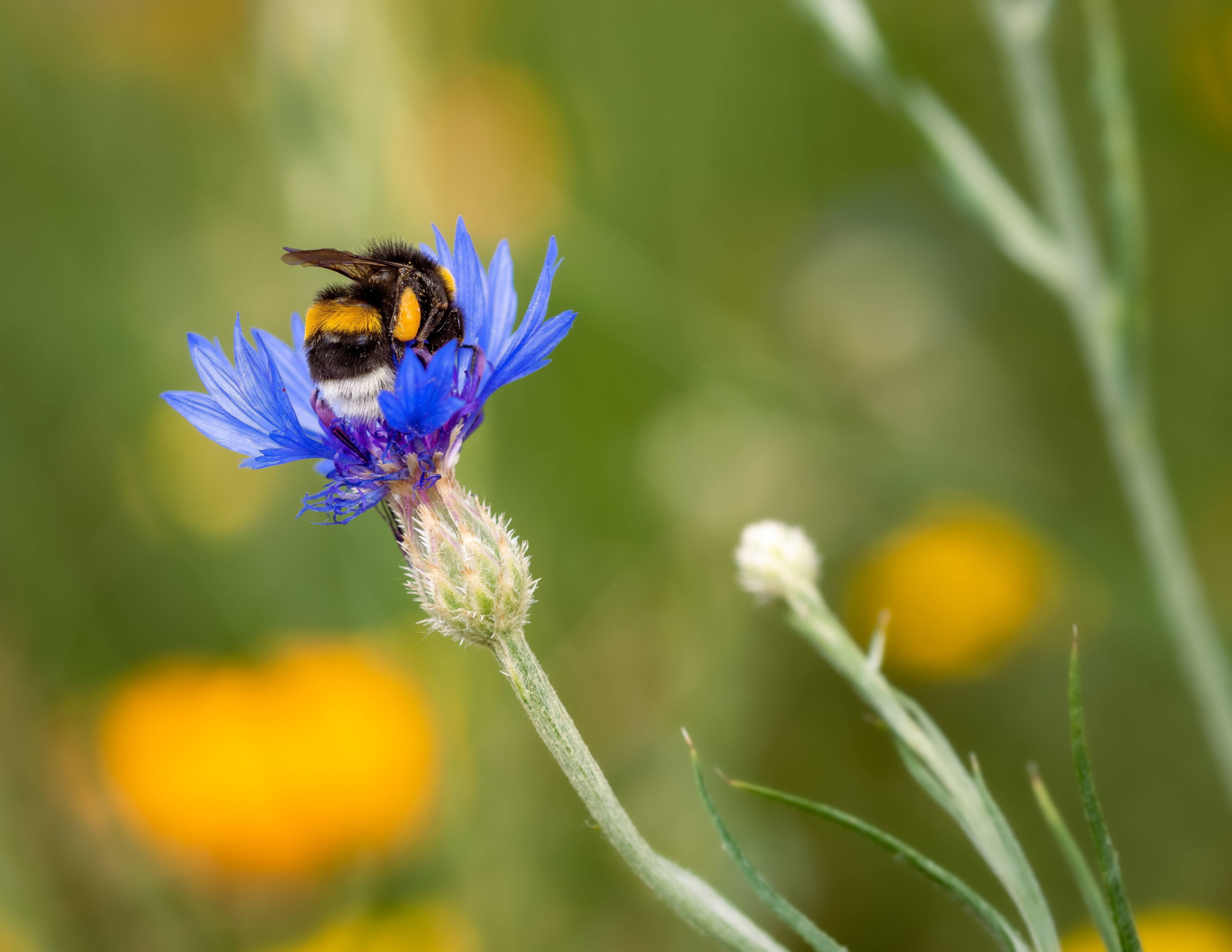 Giornata mondiale della biodiversit&agrave; 2026: perch&eacute; agire localmente pu&ograve; generare un impatto globale