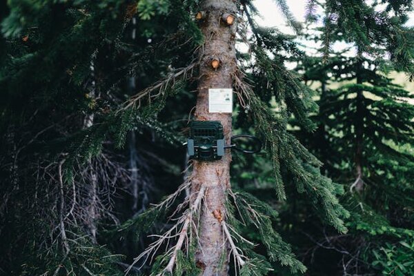 pexels-lureofadventure-33310474.jpeg