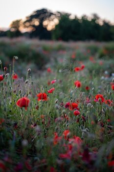 thegermankid-poppies-5392907_640.jpeg