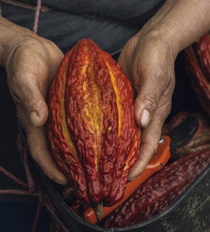 cacao-beans-1-e1586654896672.webp