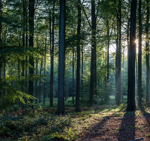 armonose-armonia-silvestre-da-100ml-a-1lt