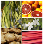 armonose-armonia-mediterranea-da-100ml-1lt