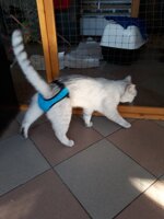 mutande-antimarcatura-per-gatto