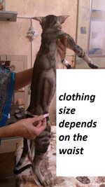 mutande-antimarcatura-per-gatto