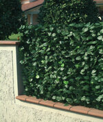 arella-siepe-sintetica-foglie-lauro