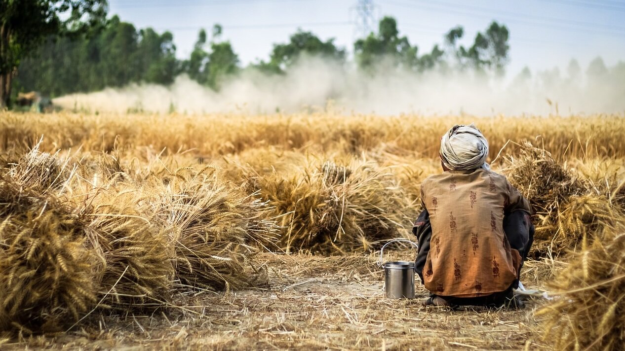 La verità sui chicchi di grano La verità sui chicchi di grano