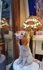 setter-bianco-arancio