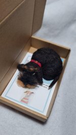 bassottino-accoccolato