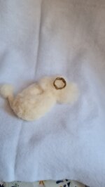barboncino-accoccolato-con-coroncina