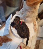 bassottino-accoccolato