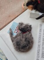 piccolo-deerhound-addormentato-small-sleeping-deerhound