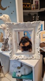 bassotto-in-cornice-vintage
