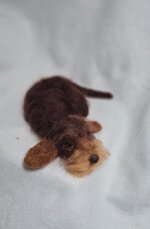 bassottino-cioccolato-accoccolato