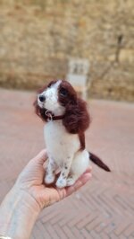 springer-spaniel