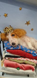 la-principessa-sul-pisello-the-princess-and-the-pea