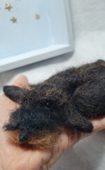 bassottino-accoccolato