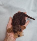 bassottino-cioccolato-accoccolato