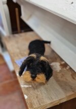 bassotto-pelo-duro-nero