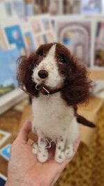 springer-spaniel