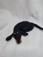 bassottino-pelo-corto-accoccolato