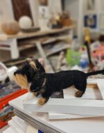 bassotto-pelo-duro-nero