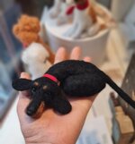 bassottino-pelo-corto-accoccolato