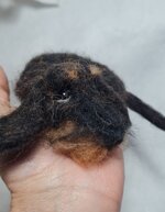 bassottino-accoccolato