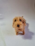 bassotto-foglia-secca